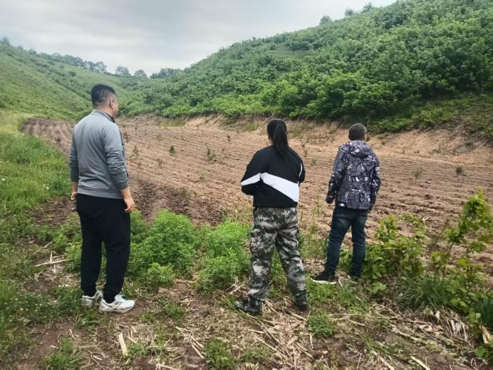 西丰县成平乡开展违法开垦林地专项检查筑牢生态保护防线